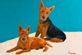 Custom Pet Portrait Painting 24x30